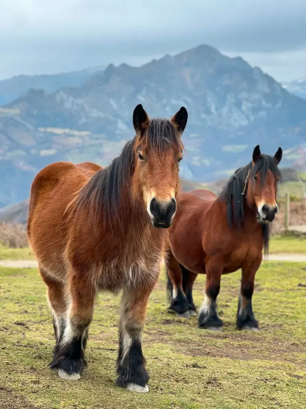 ruta-facil-a-pico-tres-concejos-caballos