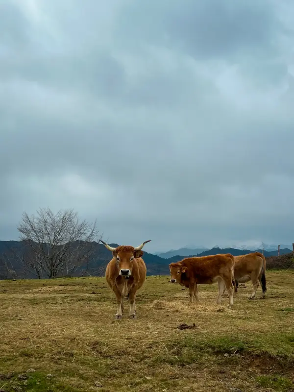 ruta-facil-a-pico-tres-concejos-vacas