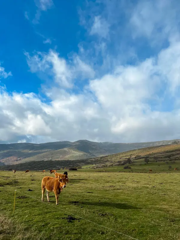 turismo-rural-en-palencia-branosera-golobar-ganaderia