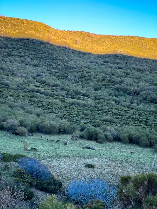 turismo-rural-en-palencia-venados-montana-palentina