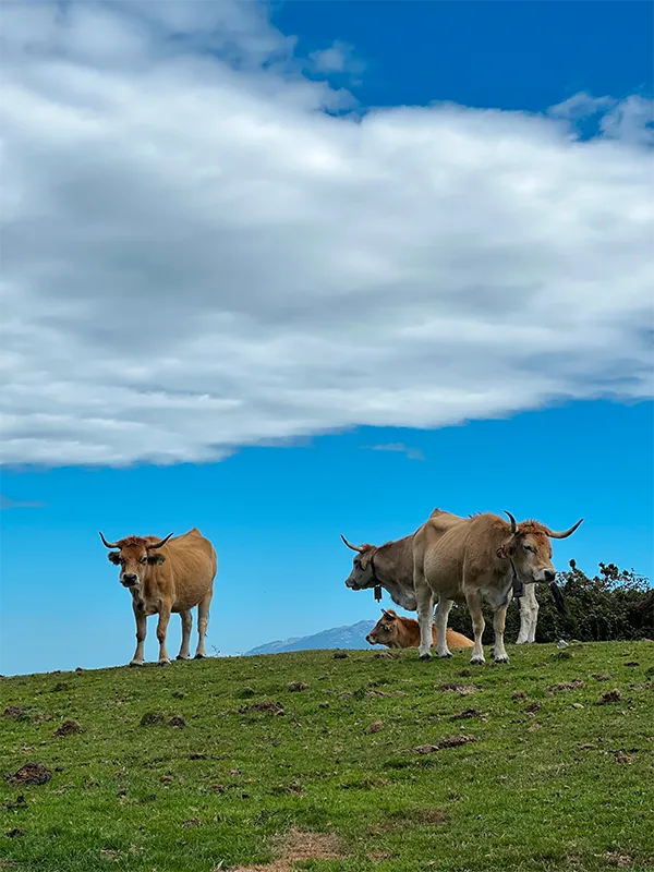 ruta-al-techo-de-ribadesella-vacas-ganado-suelto