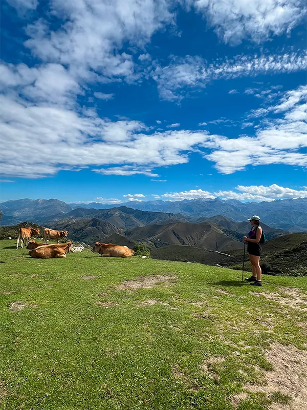 ruta-al-techo-de-ribadesella-vacas-picos-de-europa